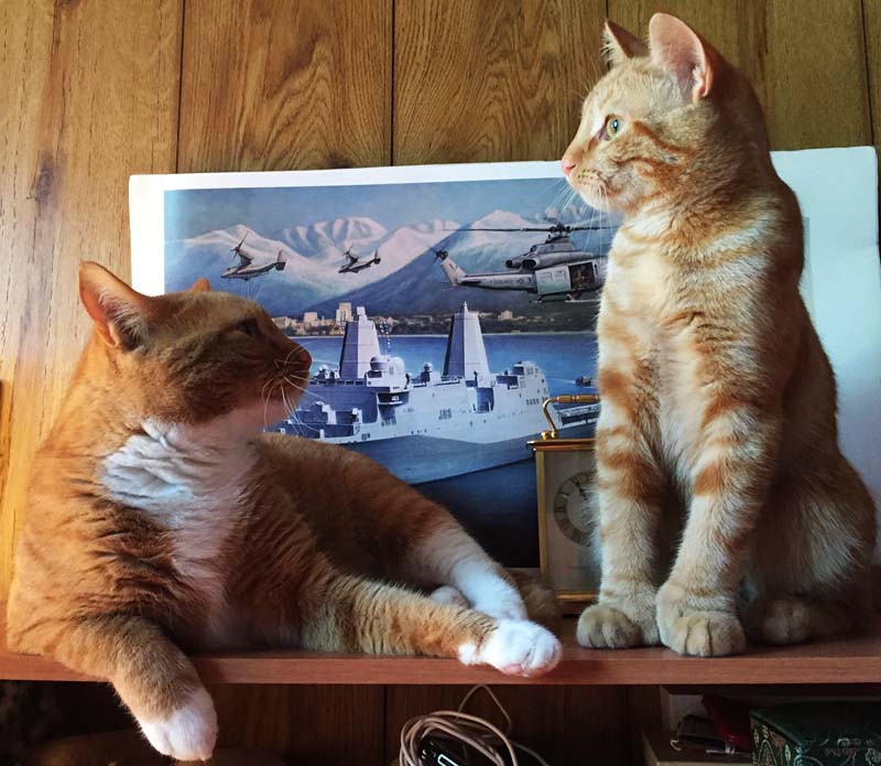 Office Cats