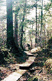 Trail to Outer Point on Douglas Island, Alaska.